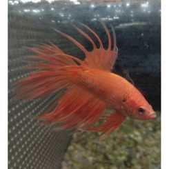 Kampfisk han Crowntail mix XL